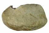 Fossil Whale Ear Bone - Miocene #144903-1